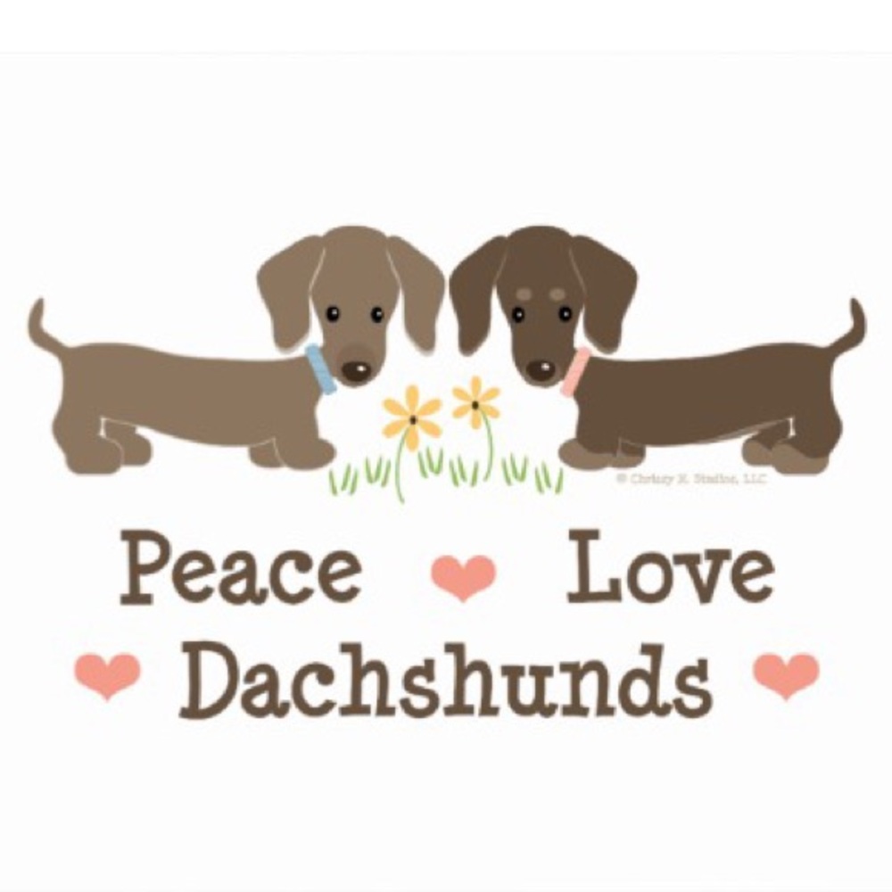 ISO or Seller Dachshund Weiner Dog Puppy Love
